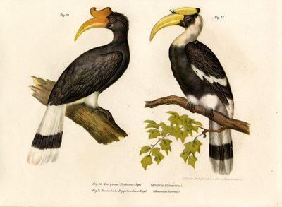 Rhinoceros Hornbill by German School